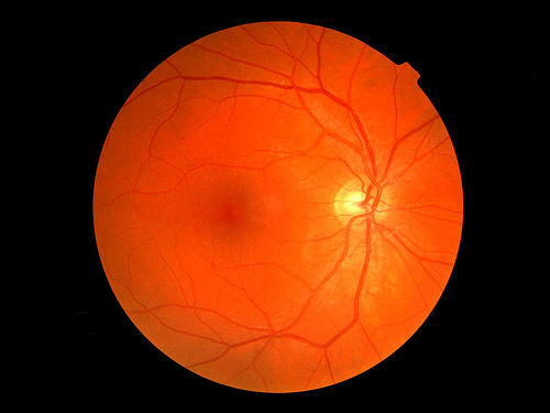 Retina of the Eye