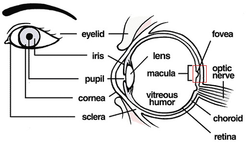 Anatomy of the Eye