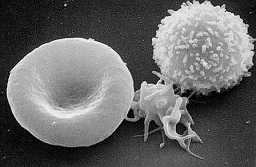 Red & white blood cells