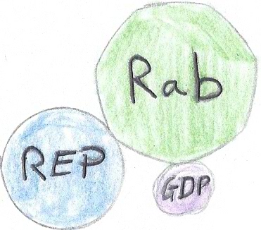 Rab - REP - GDP complex